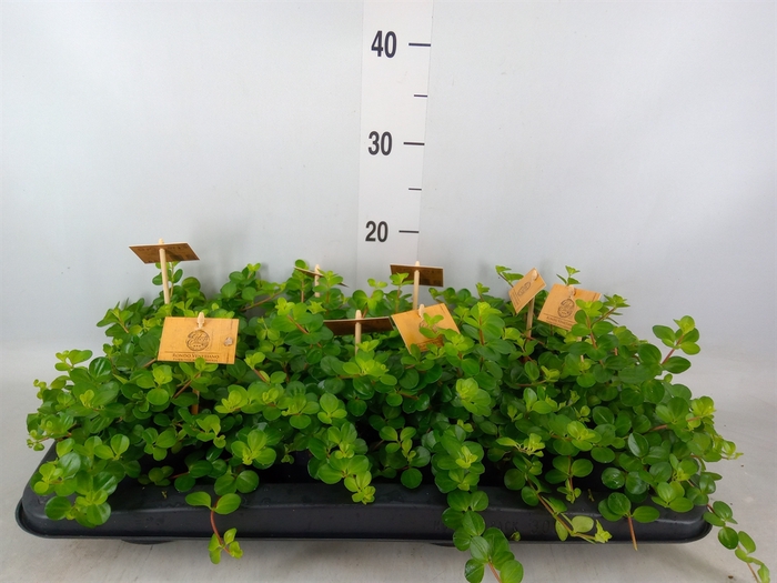 <h4>Peperomia rotundifolia</h4>