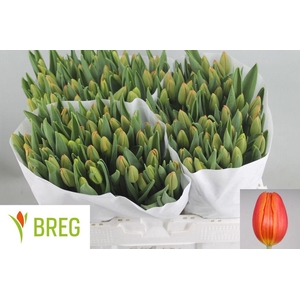 Tulipa si orange juice