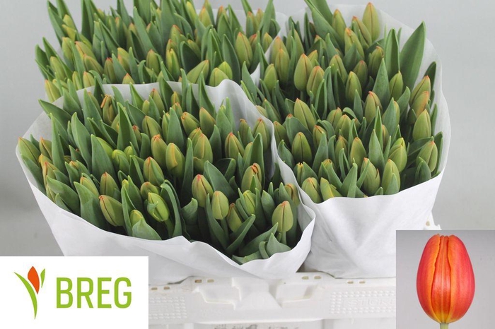 <h4>Tulipa si orange juice</h4>