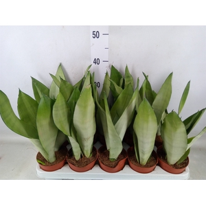 Sansevieria trifa. 'Moonshine'