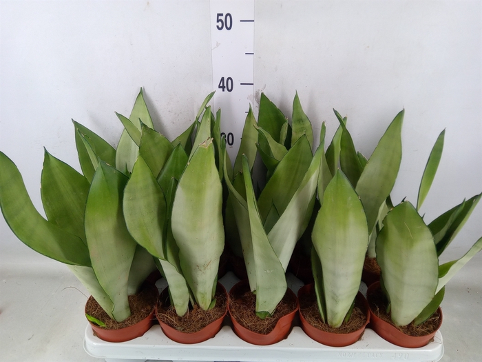 <h4>Sansevieria trifa. 'Moonshine'</h4>