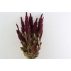 Dried Amaranthus Red Bunch