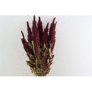 Dried Amaranthus Red Bunch