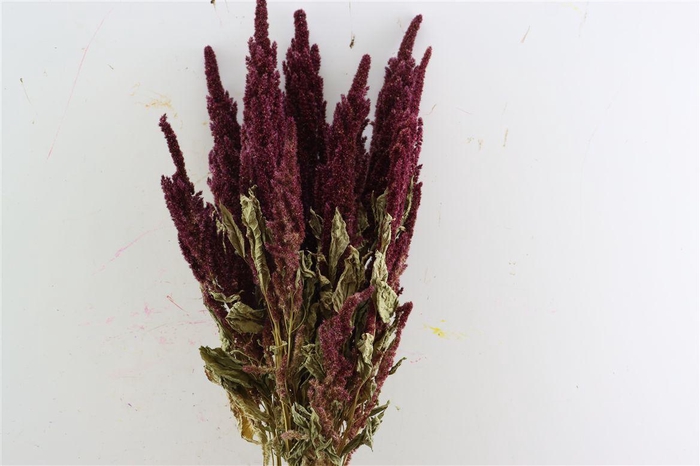 <h4>Dried Amaranthus Red Bunch</h4>