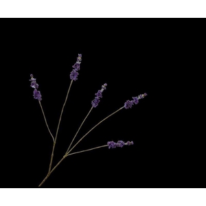 LAVENDEL TAK PAARS  85 cm