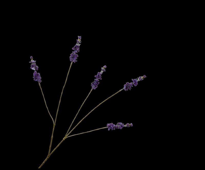 <h4>LAVENDEL TAK PAARS  85 cm</h4>