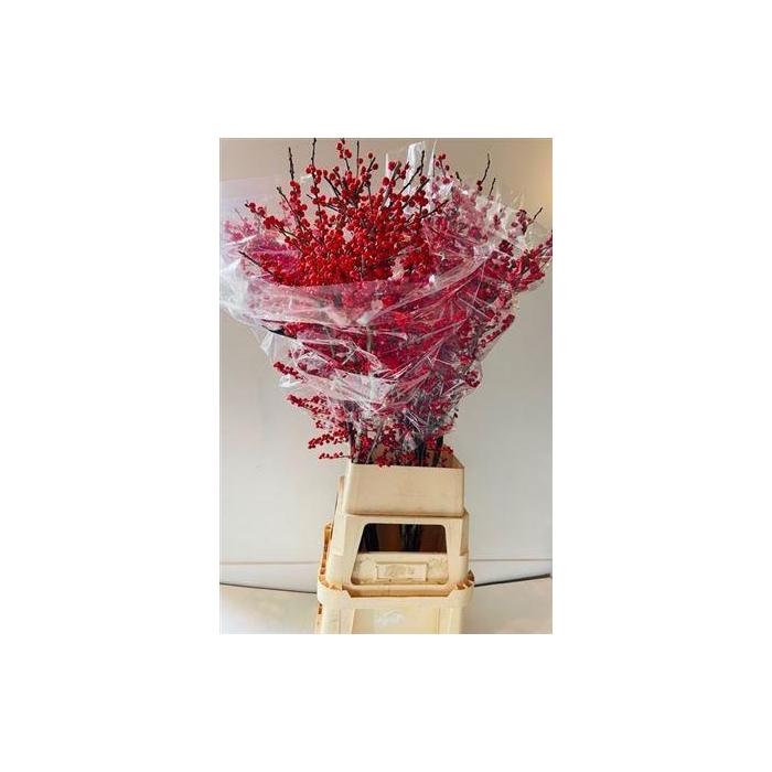 <h4>Ilex Ve Rode Bes</h4>