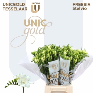 Freesia dub Stelvio