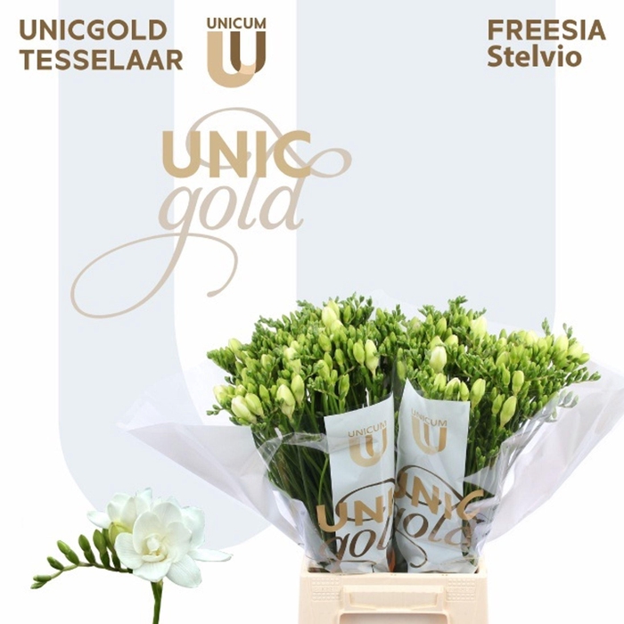 <h4>Freesia dub Stelvio</h4>