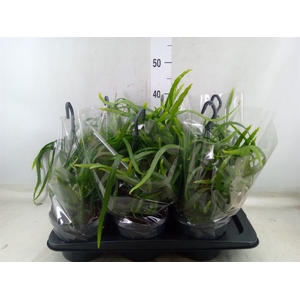 Lepismium bolivianum