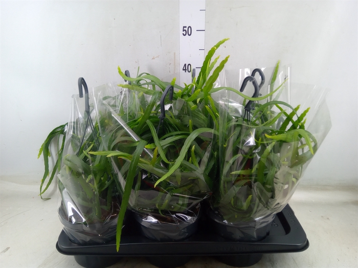 <h4>Lepismium bolivianum</h4>