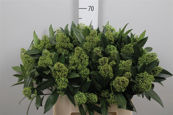 <h4>Skim C Kew Green Bs</h4>