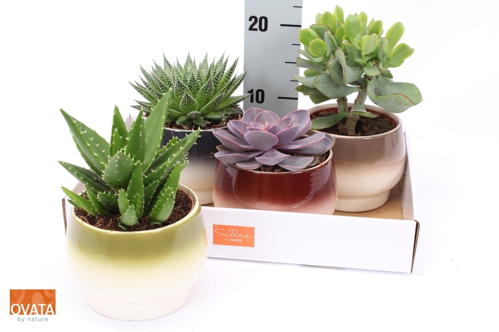 <h4>SUCC GEM 4 SRT</h4>