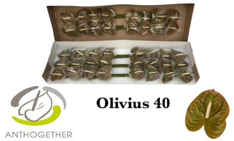 <h4>Anthurium Olivius</h4>