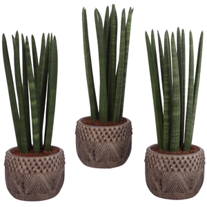 Sansevieria Cylindrica Straight 10 Leaf in Ø16cm Ceramic EV665