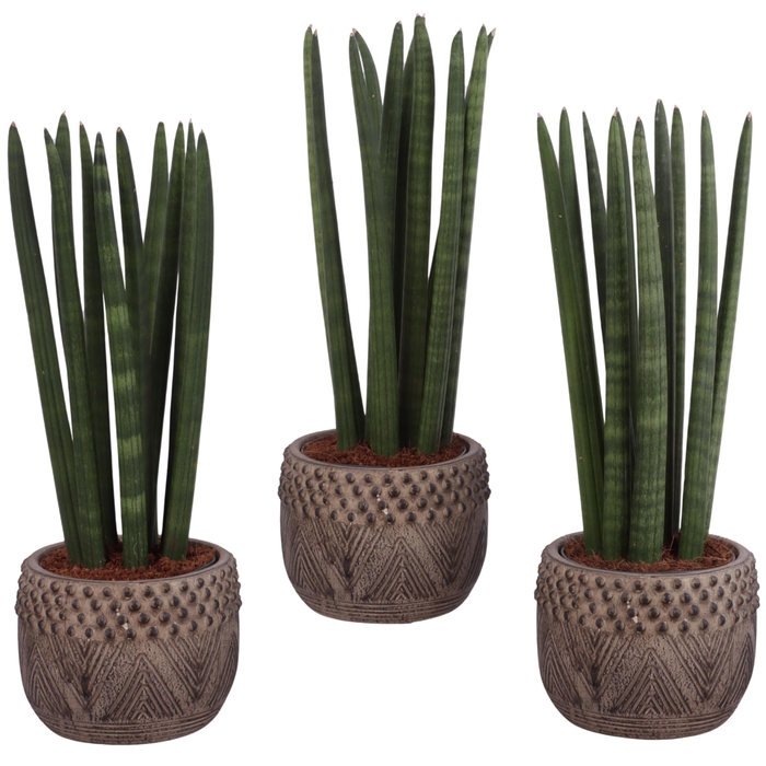 <h4>Sansevieria Cylindrica Straight 10 Leaf in Ø16cm Ceramic EV665</h4>