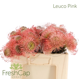 Leuco Ayoba Pink