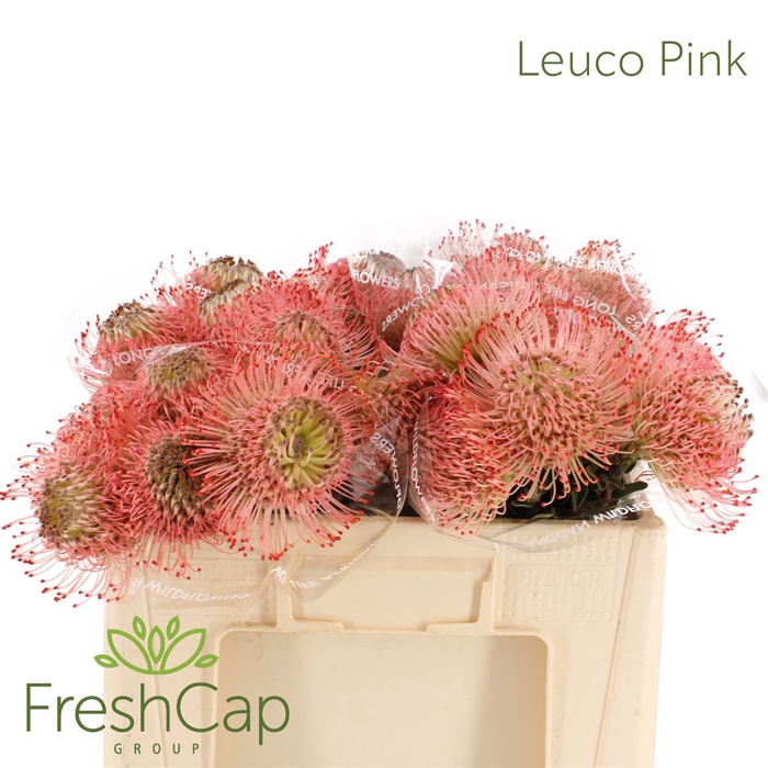 <h4>Leuco Ayoba Pink</h4>