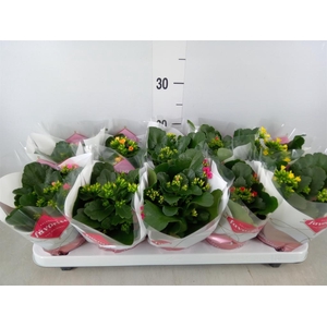 Kalanchoe blos.   ..mix 6
