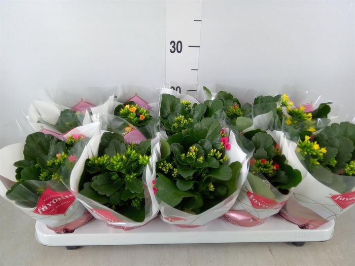 <h4>Kalanchoe blos. ..mix 6</h4>