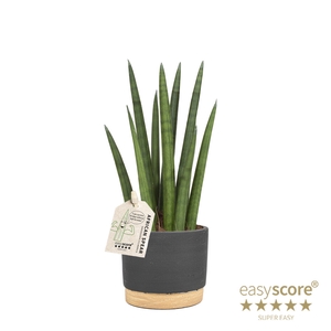 SANSEVIERIA CYLINDRICA P10