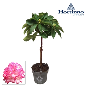 Hortinno® Garden XXL The Original groen stam 25 cm