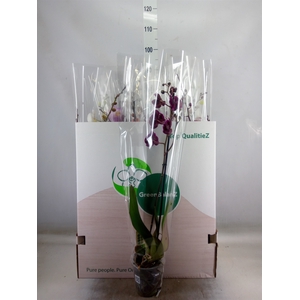 Phalaenopsis   ...mix