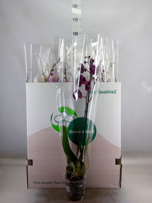 <h4>Phalaenopsis   ...mix</h4>