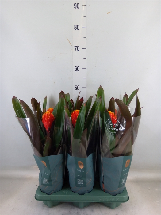 <h4>Guzmania  'Tala'</h4>