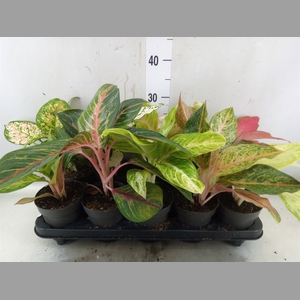 Aglaonema   ...