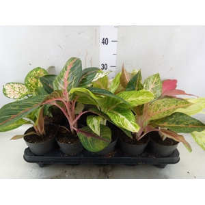 Aglaonema   ...