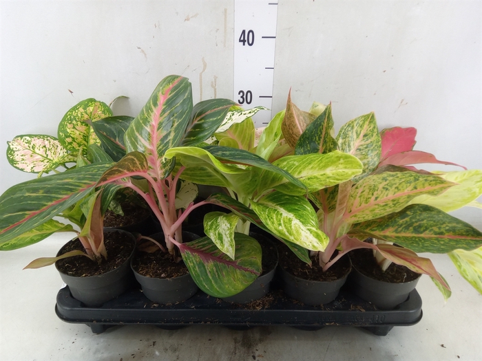 <h4>Aglaonema   ...</h4>