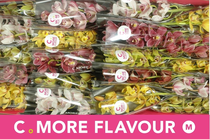 <h4>CYMB MI GEM</h4>