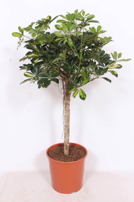 <h4>Schefflera Gold Capella</h4>