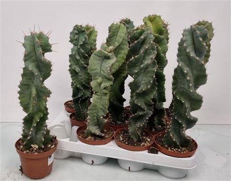 <h4>Cereus Twister</h4>