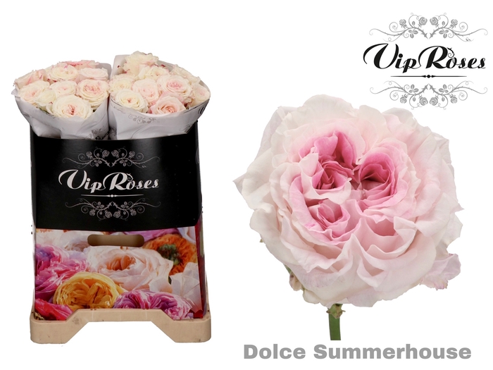 R GR DOLCE SUMMERHOUSE