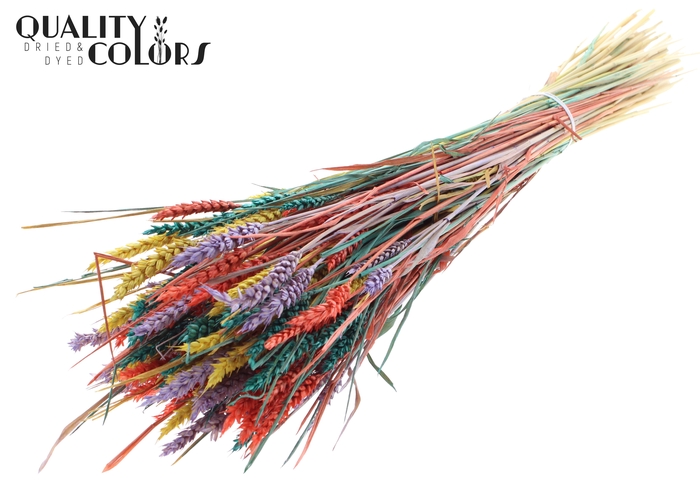 <h4>Triticum (sunbleached) per bunch Colourful 5</h4>