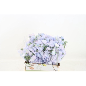 Lathyr Odor Colored Blue Lavander