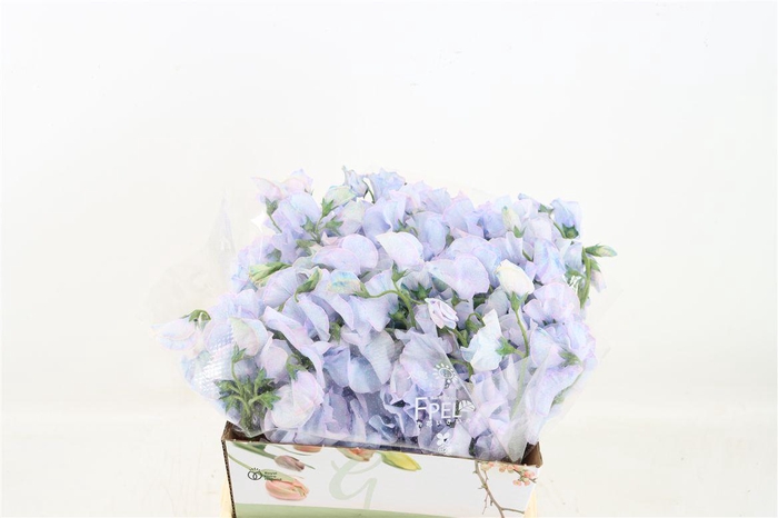 <h4>Lathyr Odor Colored Blue Lavander</h4>