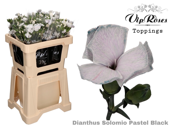 DI SOLOMIO PASTEL BLACK (L50cm)