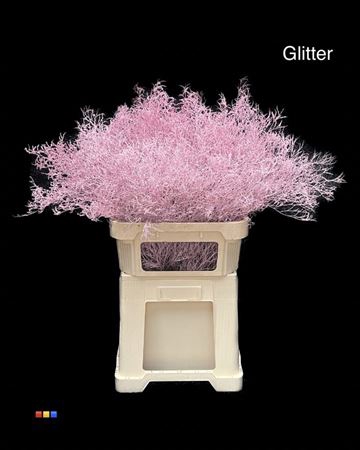 <h4>Limonium Light Pink + Glitter Bio</h4>