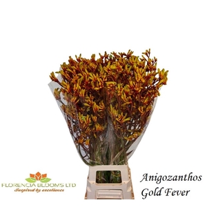 ANIGOZ GOLD FEVER