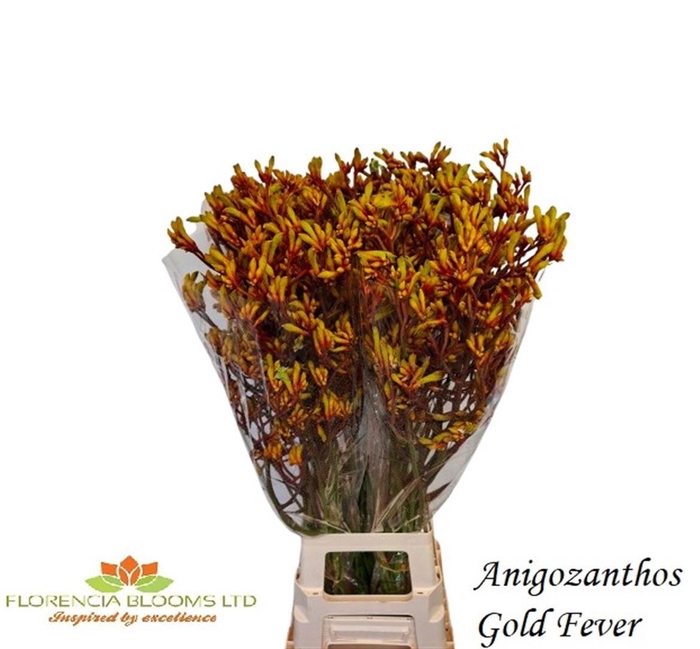 <h4>ANIGOZ GOLD FEVER</h4>