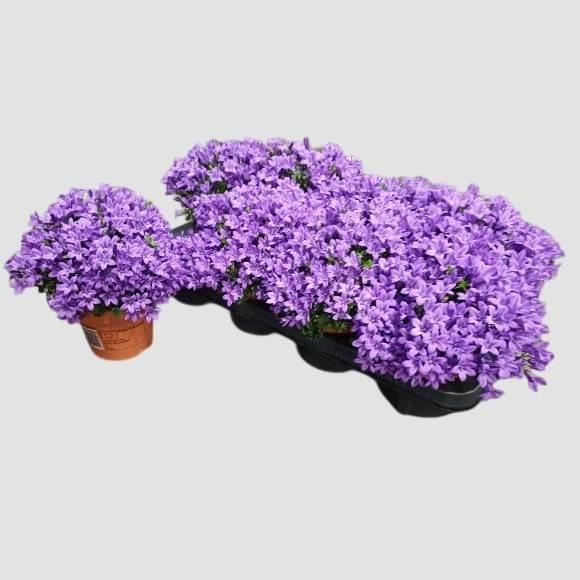 CAMP PORTENSCHLAGIAN