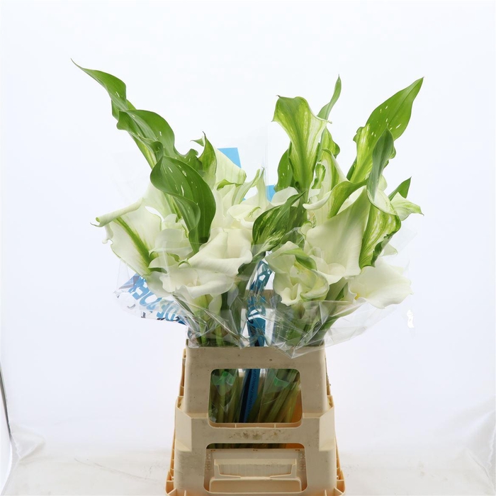 <h4>Calla White Mambo | Dubbelbloemig</h4>