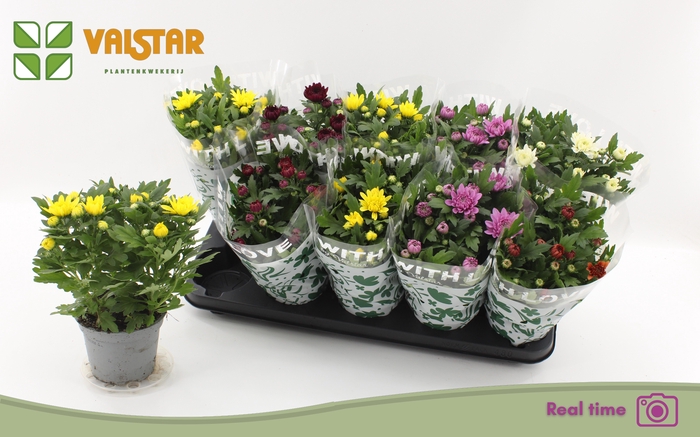 <h4>CHRYS GEM 6 KL</h4>