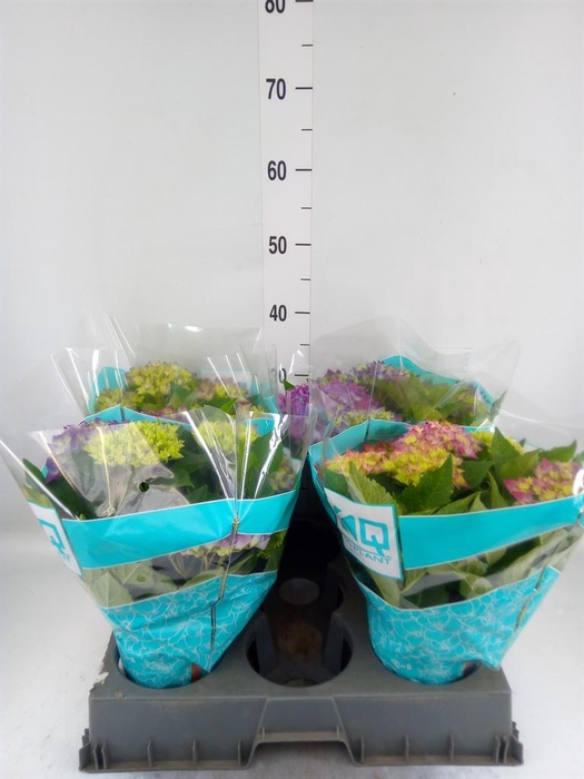 <h4>Hydrangea mac. 'Hi Ocean'</h4>