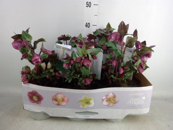 <h4>Helleborus  'Fkiss Charmer'</h4>