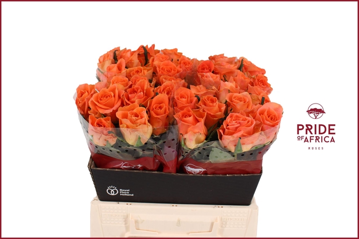 <h4>R GR ON FIRE</h4>