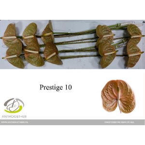 Anthurium Prestige